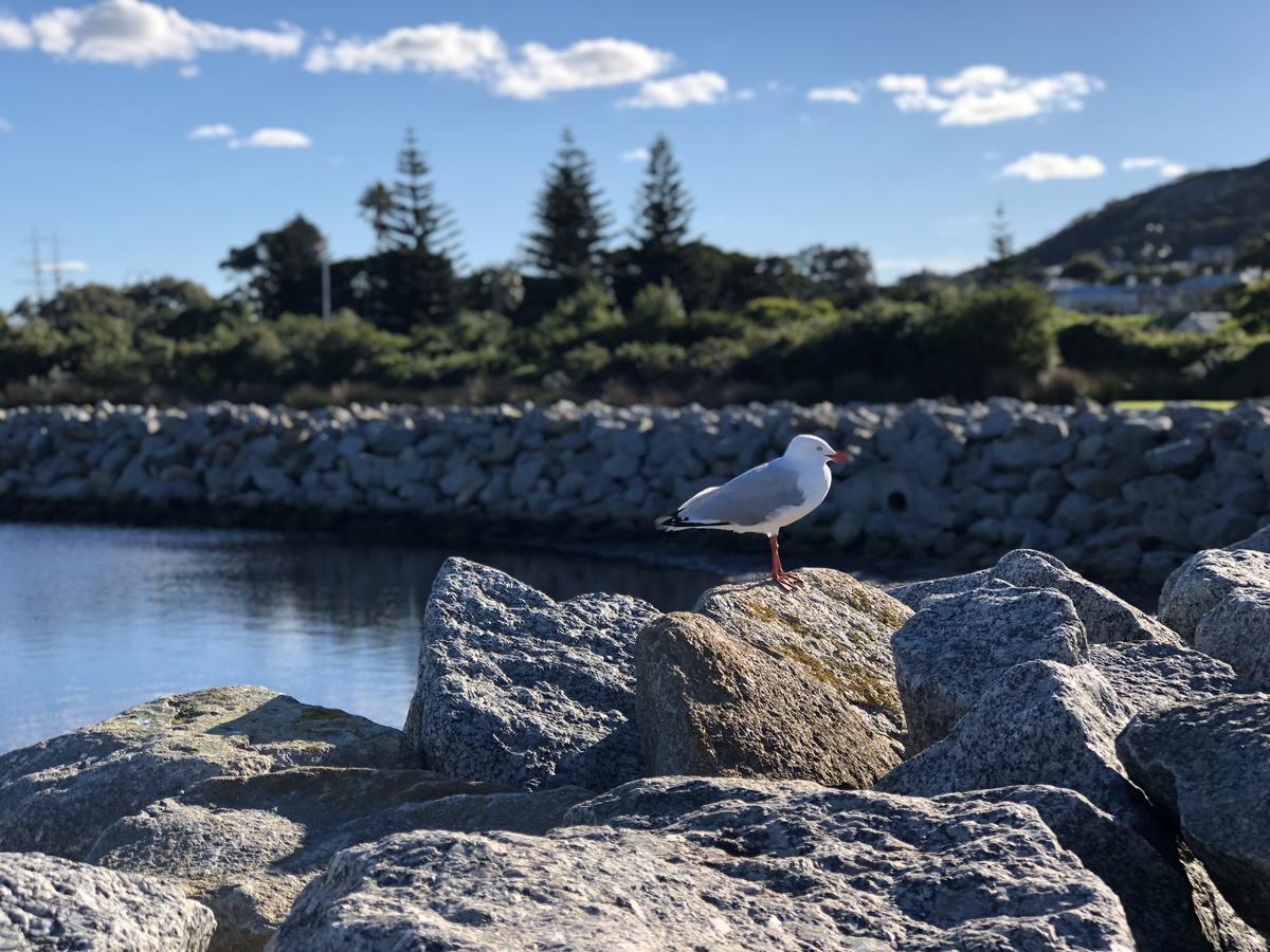 Albany Foreshore Guest House Eksteriør billede